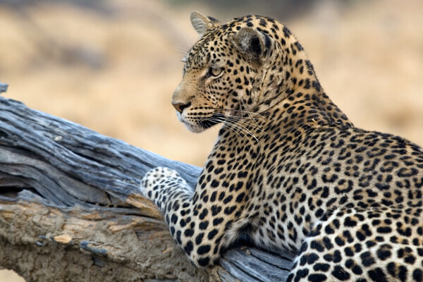 Savuti Reserve, Botswana